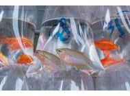Watertight Polythene Fish Transportation Aquatic Bags